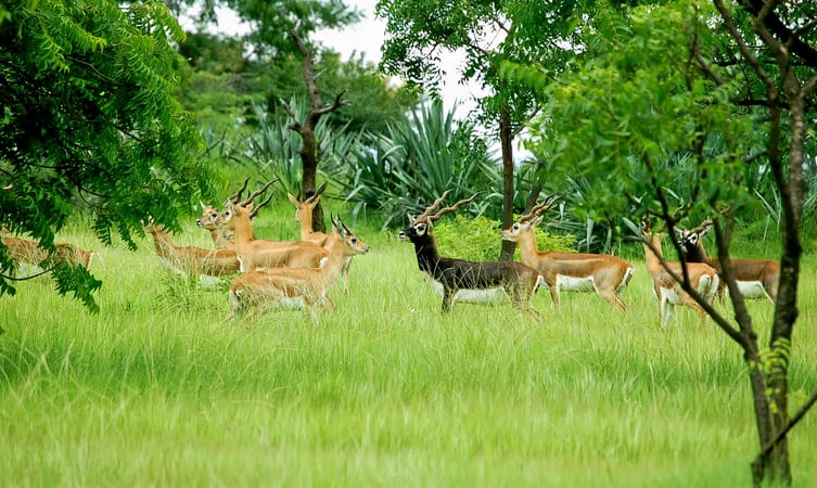machiya-safari-park-img